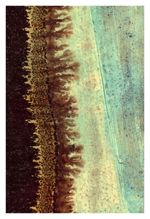 Framed Lichen I Print