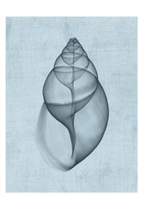 Framed Achatina Shell (light blue) Print