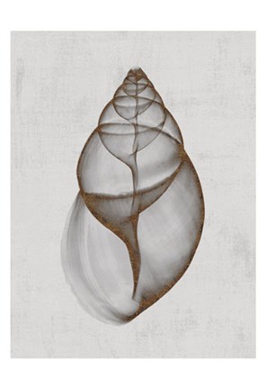 Framed Achatina Shell Print