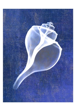 Framed Channelled Whelk (indigo) Print