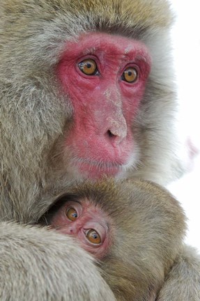 Framed Baby Snow Monkey Clinging to Mother, Jigokudani Monkey Park, Japan Print