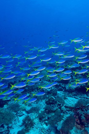 Framed Blue-Gold Fusilier fish, Raja Ampat, Indonesia Print