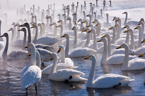 Framed Whooper swans, Hokkaido, Japan Print