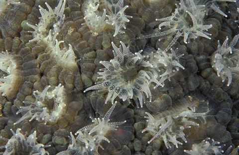 Framed Coral Polyps Feeding, Papua, Indonesia Print