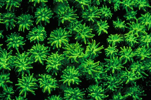 Framed Indonesia, Marine life, Fluorsecense in coral Print