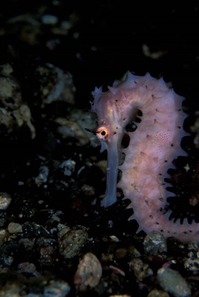 Framed Thorny Seahorse, Indonesia Print