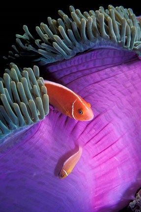 Framed Anemonefish swimming in anemone tent, Indonesia Print