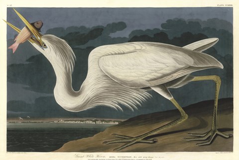 Framed Great White Heron Print