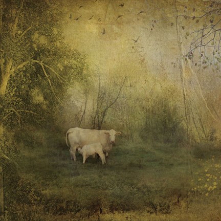 Framed Tendre Charolais Print