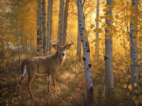 Framed Whitetail in Aspens Print
