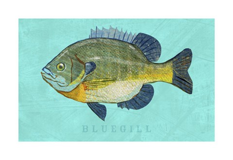 Framed Bluegill Print