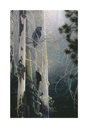 Framed Silent Sentinel (Owl) Print