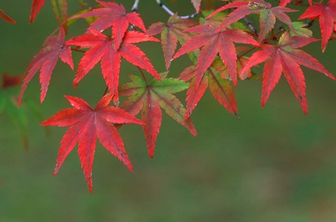Framed Maple Leaves, Kyoto, Japan Print