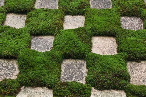 Framed Garden, Tofukuji Temple, Kyoto, Japan Print