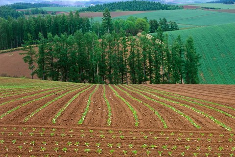 Framed Sugar Beet Field, Biei, Hokkaido, Japan Print