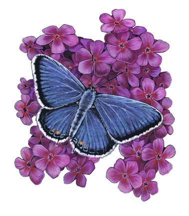 Eastern Tailed Blue Butterfly-II by Marilyn Barkhouse