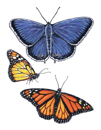 Framed Eastern Blue &amp; Monarch Butterfly Print