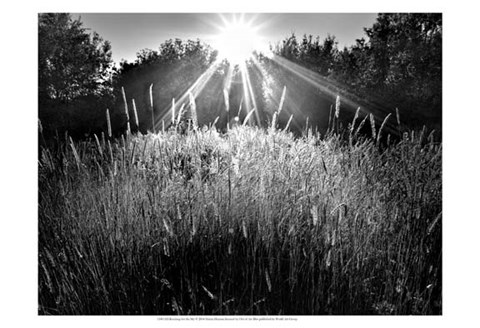 Framed Reaching for the Sky Print