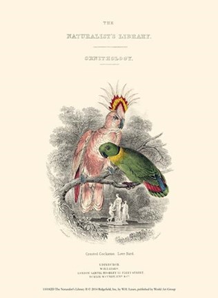 Framed Naturalist's Library II Print