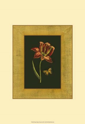 Framed Tulip in Frame II Print