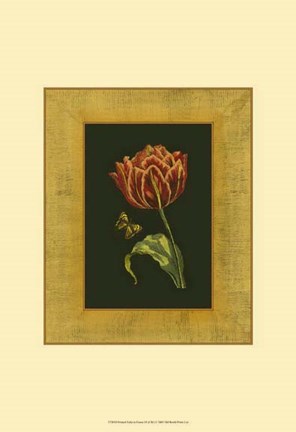 Framed Tulip in Frame III Print