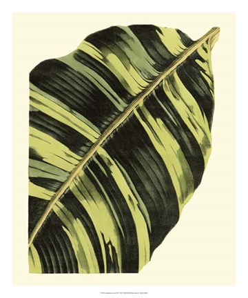 Framed Grandiose Leaves II Print