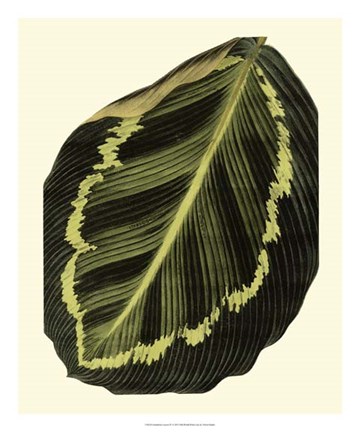 Framed Grandiose Leaves IV Print