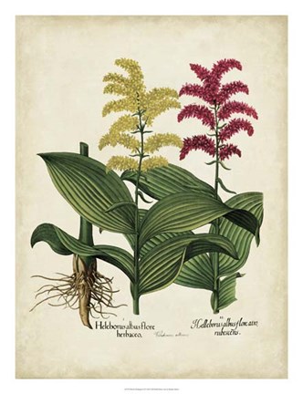 Framed Besler Florilegium II Print