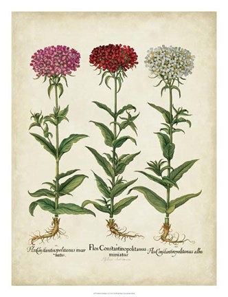 Framed Besler Florilegium IV Print