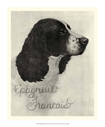 Framed B&amp;W E'pagneul Francais Print