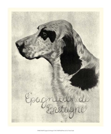 Framed B&amp;W E'pagneul de Bretagne Print