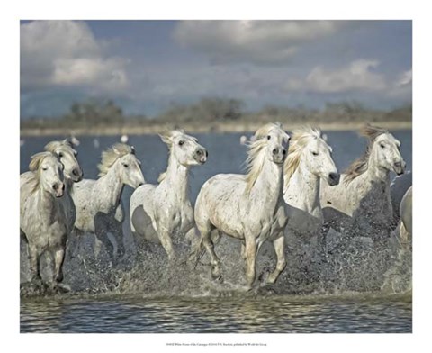 Framed White Horses of the Camargue Print
