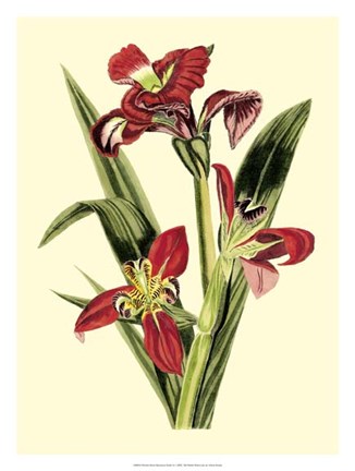 Framed Royal Botanical Study II Print
