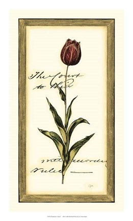 Framed Jen's Tulip II Print