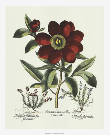 Framed Red Besler Peonie I Print