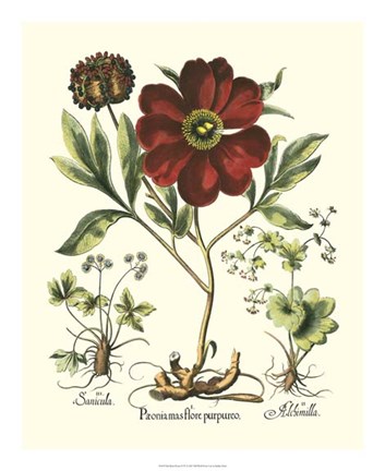 Framed Red Besler Peonie II Print