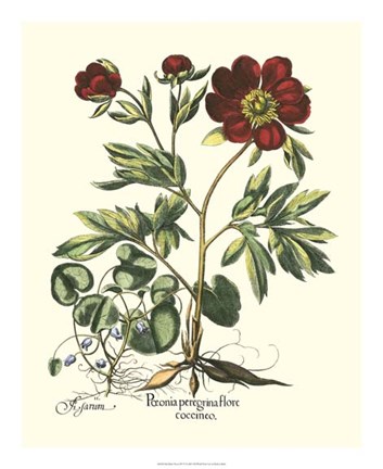 Framed Red Besler Peonie III Print