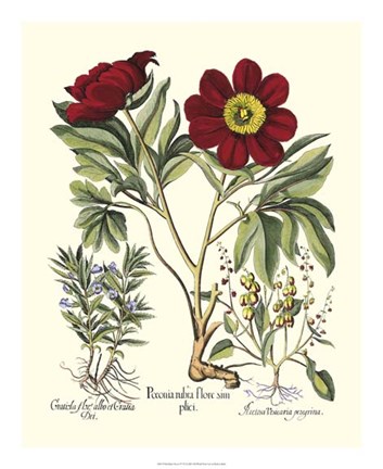 Framed Red Besler Peonie IV Print