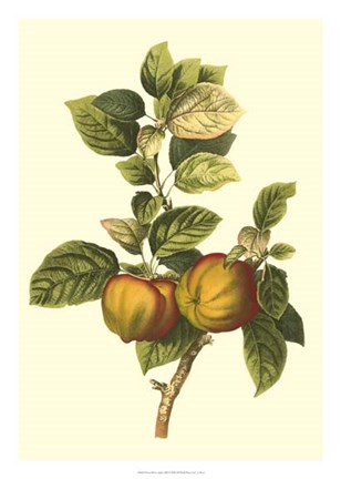 Framed Bessa Apple Print