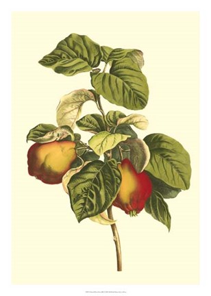 Framed Bessa Pear Print