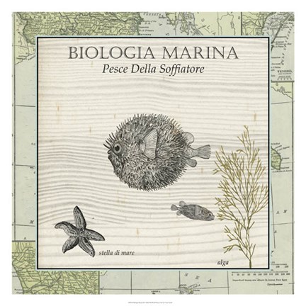 Framed Biologia Marina II Print