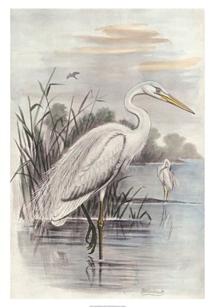 Framed Oversize White Heron Print