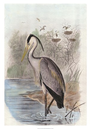 Framed Oversize Common Heron Print