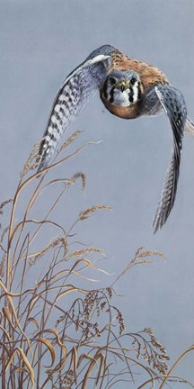 Framed Prairie Lighting Print