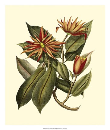 Framed Magnificent Foliage I Print