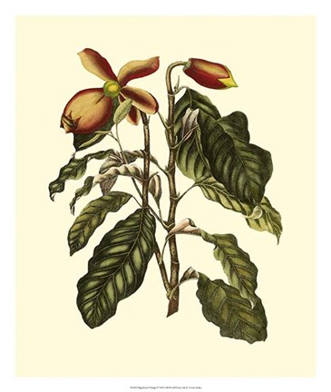 Framed Magnificent Foliage II Print