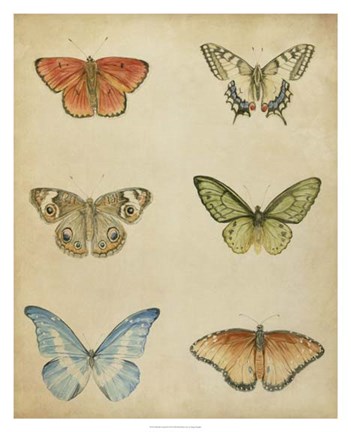 Framed Butterfly Varietal II Print