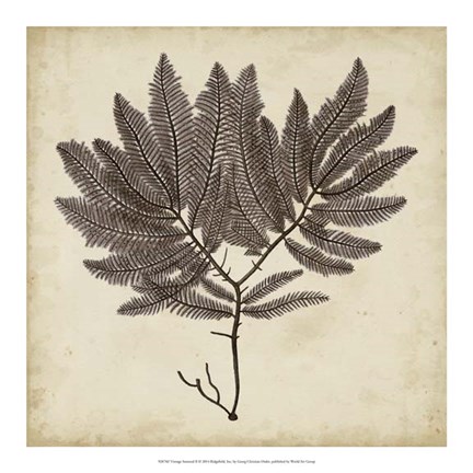 Framed Vintage Seaweed II Print