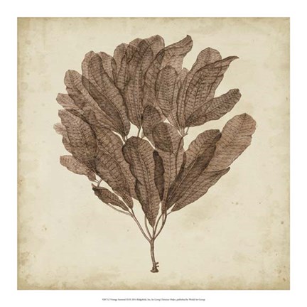 Framed Vintage Seaweed III Print