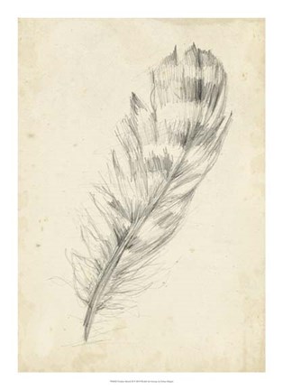 Framed Feather Sketch II Print